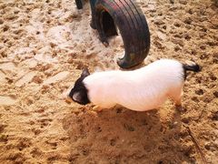 -田园东方蜜桃村的田野营地