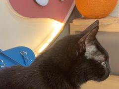 -喵园·猫主题咖啡厅·撸猫·猫咖(国贸店)