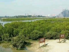 -北海金海湾红树林生态旅游区