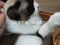 -共舞时光猫咖·狗咖(新街口店)