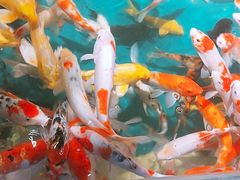 -石家庄海洋公园