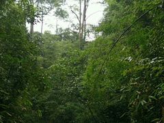 -九龙江国家森林公园