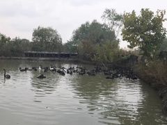 -长兴太湖图影湿地文化园