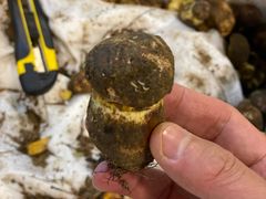 -蘑统田下·野生菌火锅