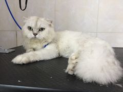 -翊宠yipet猫狗购宠庄园犬舍•猫舍