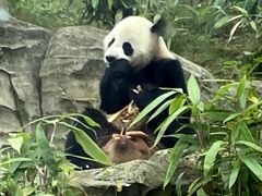 -武汉动物园