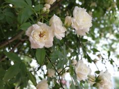 -南通洲际绿博园