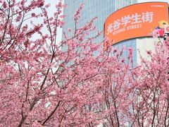 -武汉大学-樱园