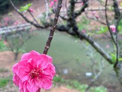 -中山市树木园
