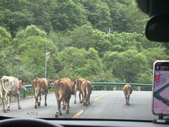 -关山草原