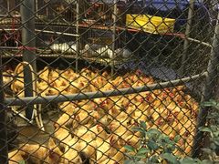 -荔城生鲜盛宴(番禺旗舰店)