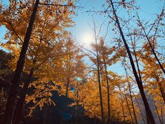 -秦岭终南山世界地质公园翠华山景区