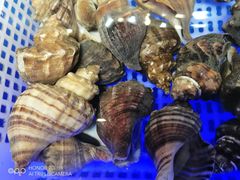 -南山鲜虾面·活鲜小馆·海味大连菜(南山总店)