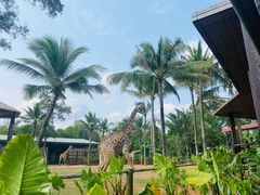 -海南热带野生动植物园