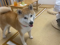 -柴迷FANS CLUB·柴犬狗咖·猫咖