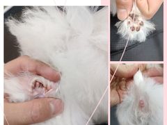 -佐罗家宠物馆·猫文化馆(紫霞路店)