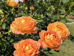 -都江堰玫瑰花溪谷