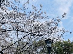 -上海滨江森林公园