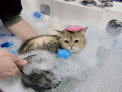 -车接车送·寄养洗护·德文猫舍(大宁店)