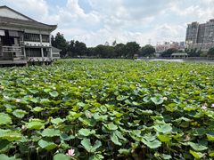 -荔湾湖公园