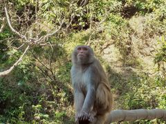 -西双版纳原始森林公园