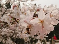 -武汉大学-樱园