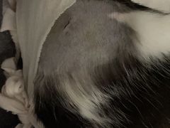 -纳吉亚猫专科动物医院·北北分院