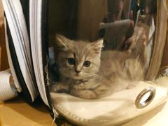 -梵猫·新养生(湛江鼎盛店)