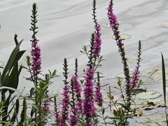 -洛龙公园