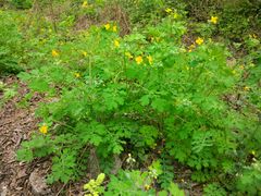 -山西通天峡景区