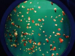 -海合安青岛极地海洋公园