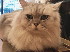 -猫友咖啡店(玉林西路店)