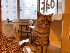 -Cappucimeow猫咪咖啡馆(韦伯时代店)