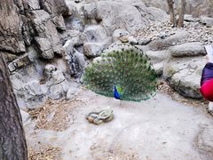 -大连老虎滩海洋公园