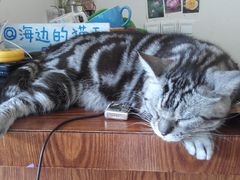 -海边的猫和咖啡馆
