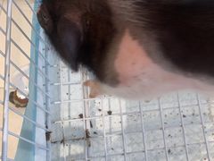 -怪兽屋·羊驼·猫咖·狗咖(俊华广场店)