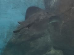 -苏州海洋馆
