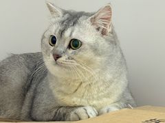 -御宝贝·A梦猫科宠物医院(国际猫友好医院)