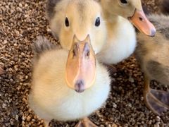 -怪兽屋·羊驼·猫咖·狗咖(俊华广场店)