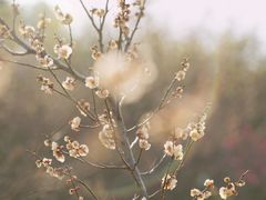 -蜀冈西峰生态公园