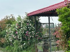 -小鱼草莓采摘园农家乐·小鱼餐厅