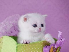 -岳姥姥饺子(泺文路店)