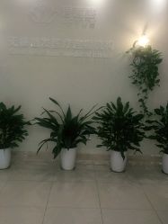 -碧莲盛·不剃发植发