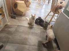 -楼上猫咖(罗湖店)