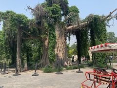 -石家庄市植物园