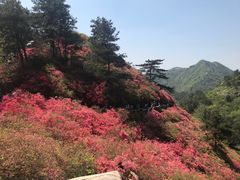 -木兰云雾山