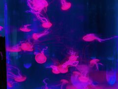 -海合安武汉极地海洋公园