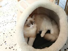 -喵喵咪呀布偶猫咖(春熙路店)