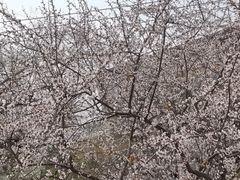 -桃花堤公园