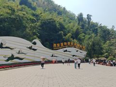 -西双版纳原始森林公园